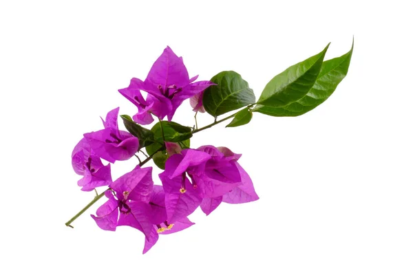 Mor bougainvillea glabra Choisy çiçeği beyaz arkaplanda izole edilmiş.
