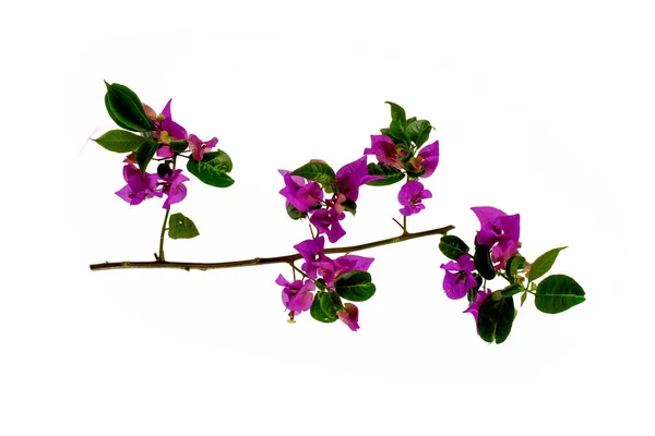 Lila Bougainvillea Glabra Choisy Blomma Isolerad Vit Bakgrund — Stockfoto