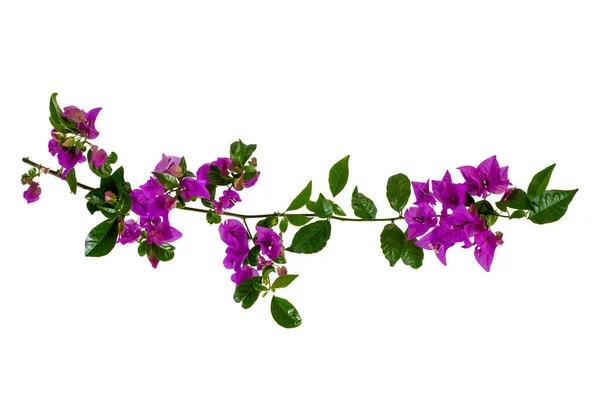Mor bougainvillea glabra Choisy çiçeği beyaz arkaplanda izole edilmiş.