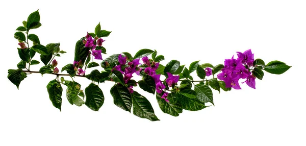 Mor bougainvillea glabra Choisy çiçeği beyaz arkaplanda izole edilmiş.