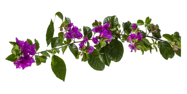 Lila Bougainvillea Glabra Choisy Blomma Isolerad Vit Bakgrund — Stockfoto