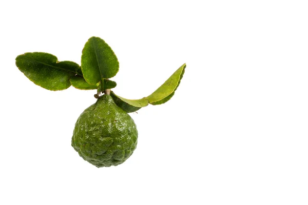 Krutタイ語名またはKaffir LimeまたはLeech Limeまたはモーリシャス パペダまたはベルガモット Citrus Hystrix ルタナス科 — ストック写真