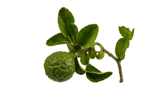 Krut Thai Ονομασία Kaffir Lime Leech Lime Μαυρίκιος Papeda Bergamot — Φωτογραφία Αρχείου