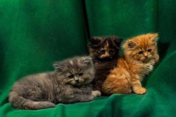 Bonito Gatinho Ragdoll Bonito Com Flores Petúnias Primeiro Plano — Fotografia de Stock