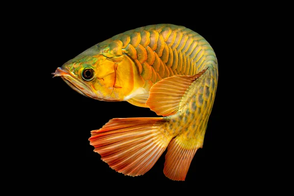 Altın Arowana Balığı (Cross Back, Cross Back Golden, CBG)