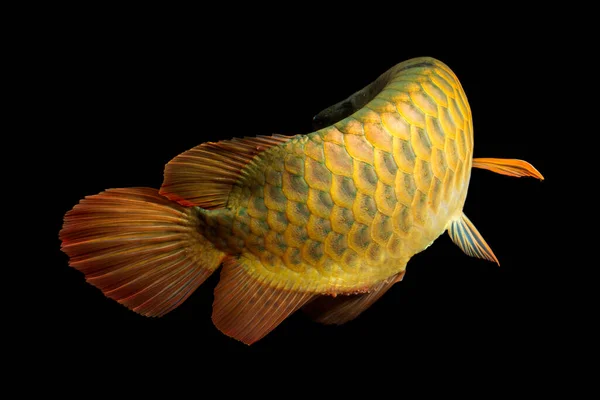Golden Arowana Fish Cross Back Cross Back Golden Cbg — стокове фото