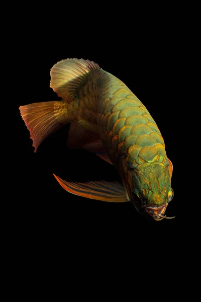 Golden Arowana Fish Cross Back Cross Back Golden Cbg — стокове фото