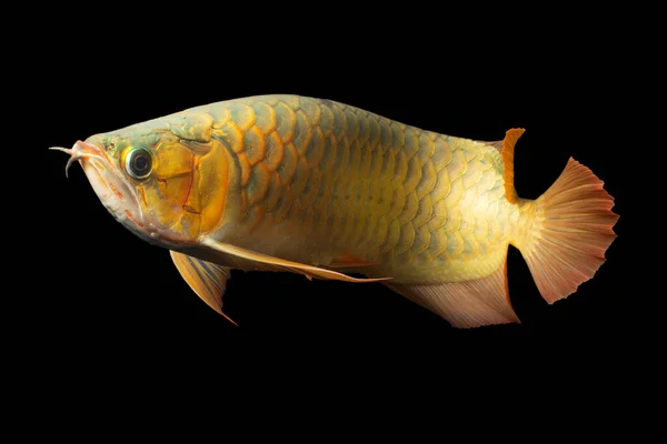Golden Arowana Fish Cross Back Cross Back Golden Cbg — Stock Photo, Image