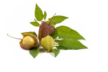 Fisalis Physalis Peruviana 'nın çiçekleri ve meyveleri