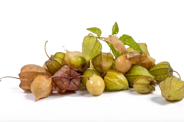 Blommor Och Frukter Fisalis Physalis Peruviana — Stockfoto