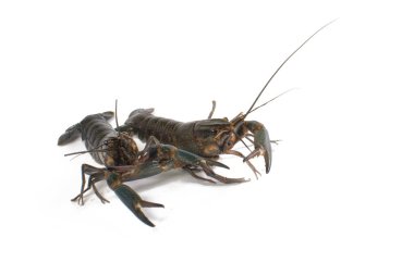 Tatlı Su Istakozu Beyaz Stüdyo arka planı