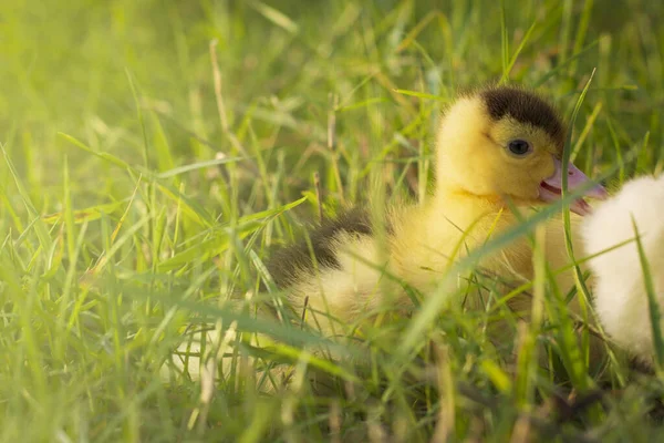 Cute ducklings in the morning on green grass background