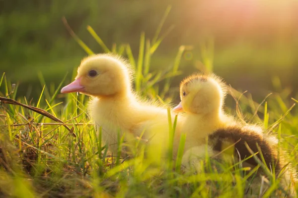 Sabah yeşil çimlerin üzerinde sevimli ördek yavruları.
