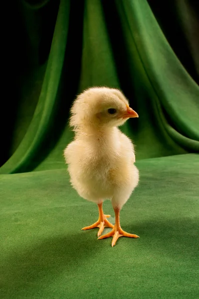 Leuke Kuikens Een Donkergroene Achtergrond — Stockfoto