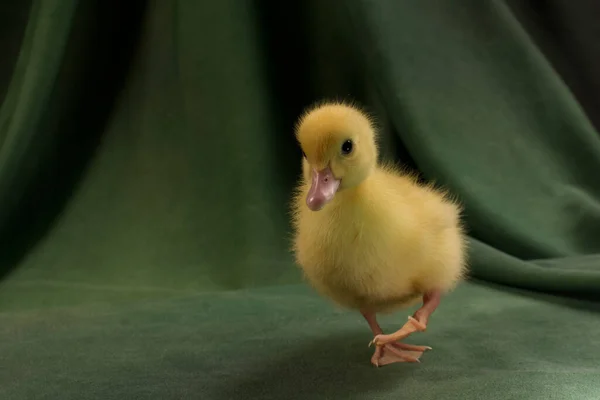 深绿色背景上可爱的小鸭 — 图库照片