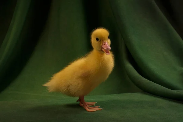 Cute Kaczątka Ciemnozielonym Tle — Zdjęcie stockowe