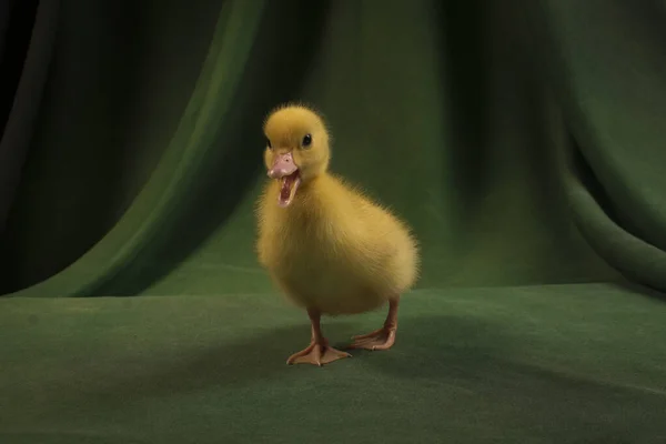 深绿色背景上可爱的小鸭 — 图库照片