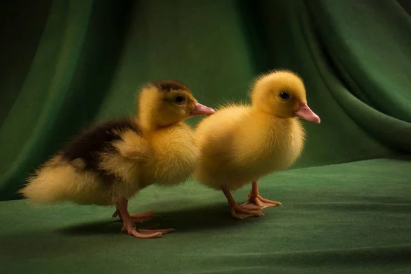 Cute Kaczątka Ciemnozielonym Tle — Zdjęcie stockowe