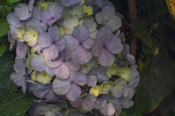 Hermosas Flores Coloridas Hydrangea Serrata Sol Mañana Cerca Nombres Comunes —  Fotos de Stock