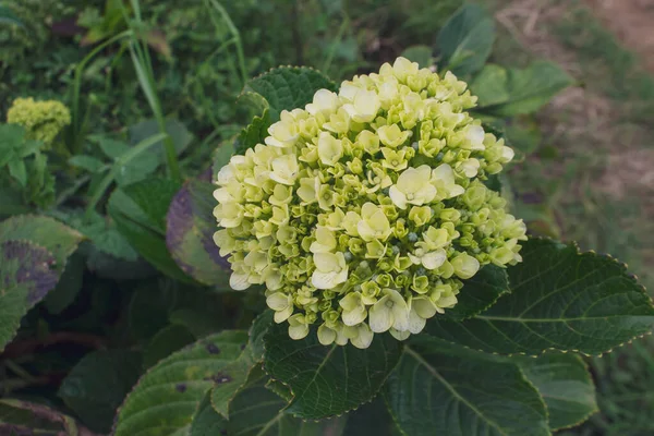 Hermosas Flores Coloridas Hydrangea Serrata Sol Mañana Cerca Nombres Comunes —  Fotos de Stock