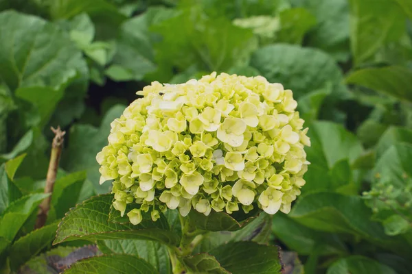 Hermosas Flores Coloridas Hydrangea Serrata Sol Mañana Cerca Nombres Comunes —  Fotos de Stock