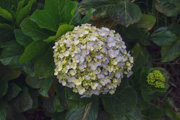 Hermosas Flores Coloridas Hydrangea Serrata Sol Mañana Cerca Nombres Comunes —  Fotos de Stock