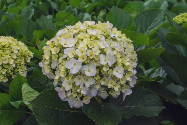 Hermosas Flores Coloridas Hydrangea Serrata Sol Mañana Cerca Nombres Comunes —  Fotos de Stock