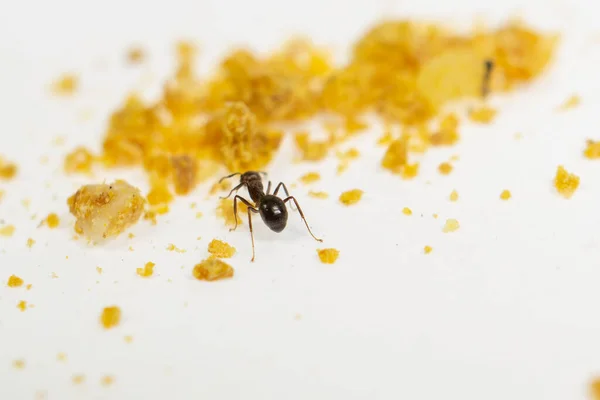 Mrówka Izolowana Białej Formica Rufa — Zdjęcie stockowe