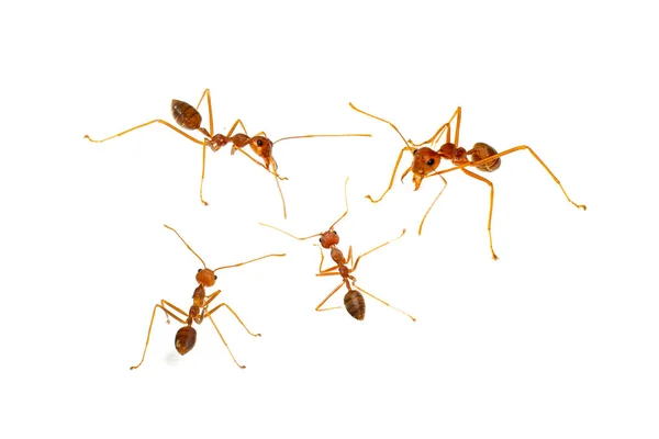 Karınca beyazda izole edilmiş. Formica rufa.