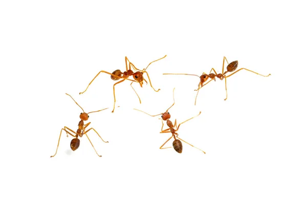 Ant Απομονώνονται Λευκό Formica Rufa — Φωτογραφία Αρχείου
