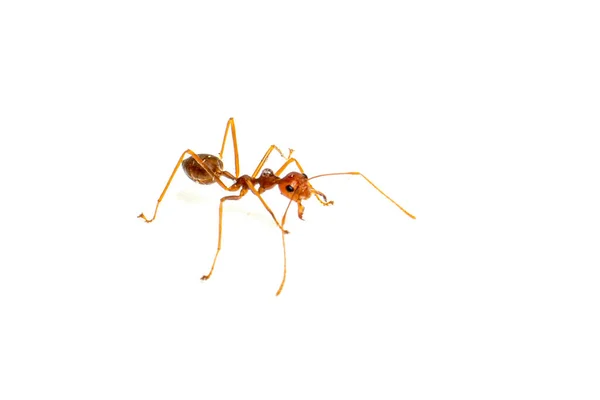 Ant Απομονώνονται Λευκό Formica Rufa — Φωτογραφία Αρχείου