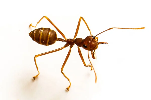 Ameise Isoliert Auf Weißem Grund Formica Rufa — Stockfoto