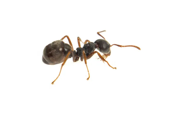 Ant Απομονώνονται Λευκό Formica Rufa — Φωτογραφία Αρχείου