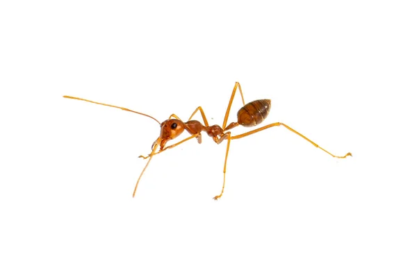 Ant Isolated White Formica Rufa — стоковое фото