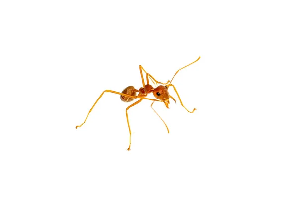 Ant Απομονώνονται Λευκό Formica Rufa — Φωτογραφία Αρχείου