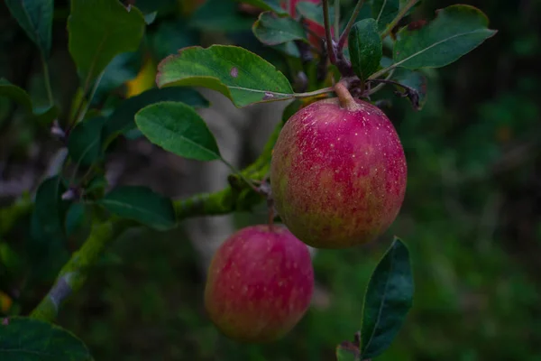 Μηλιά Κόκκινα Μήλα — Φωτογραφία Αρχείου