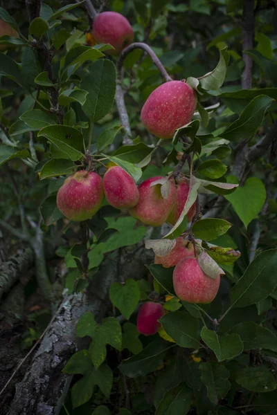 Äppelträd Med Röda Äpplen — Stockfoto