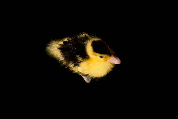 Schattig Geel Eendje Zwemmen Zwarte Achtergrond — Stockfoto