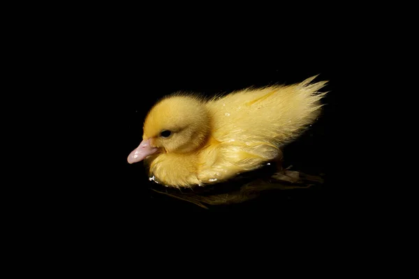 Cute Żółty Kaczątko Pływanie Czarnym Tle — Zdjęcie stockowe