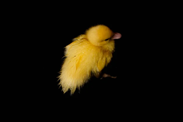 Cute Yellow Duckling Swimming Black Background — Stock Photo, Image