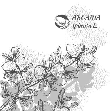 Ağaç dalının arka planında meyveli tartışmalar, deride fındık argümanları. Çizim, ambalaj tasarımı veya baskı tasarımında kullanılmak üzere grafiklerin tarzında elle çizilir. Gri tonda çizim.