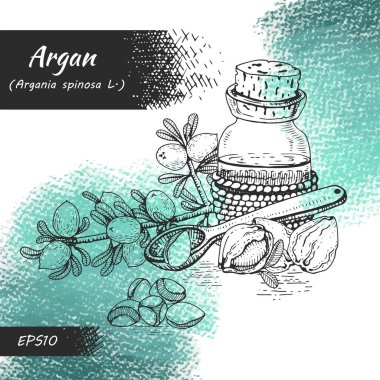 Argan ağacının meyve, fındık aromalı kompozisyonu, yağlı ve aksesuarlı cam şişe elle çizilmiş çizimler, vektör botanik illüstrasyon. 