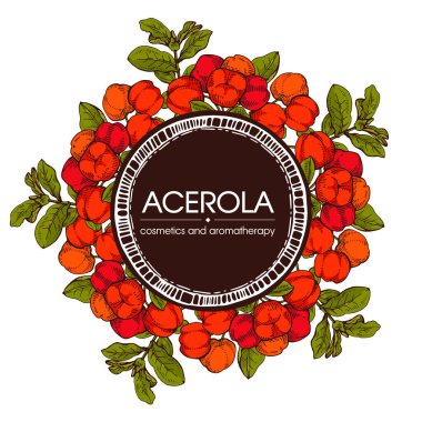 Dallı acerola, kiraz, meyve ve çiçekli çerçeve. Detaylı el çizimleri, vektör botanik çizimler.