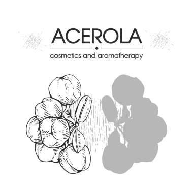 Dallı acerola, kiraz, meyve, çiçek. Detaylı el çizimleri, vektör botanik çizimler. 