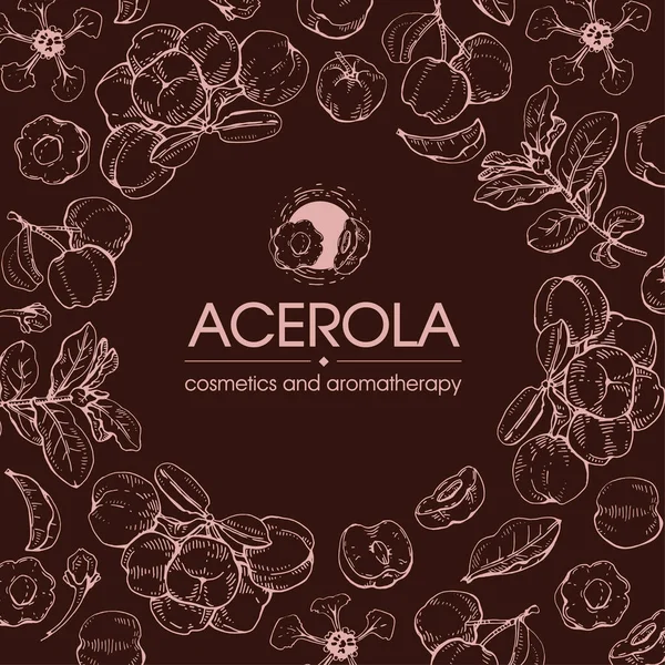 Marco Con Rama Acerola Cereza Fruta Flor Bocetos Detallados Dibujados — Archivo Imágenes Vectoriales