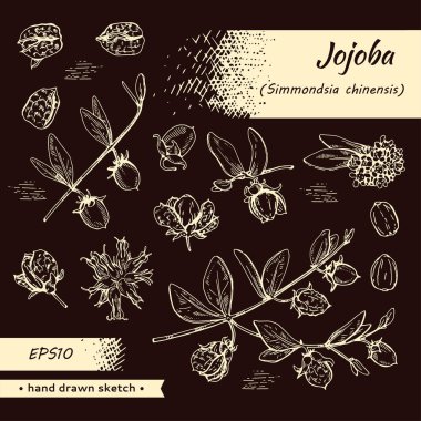 Meyve, çiçek ve yapraklı Jojoba dalları koleksiyonu. Kabuklu ve kabuksuz meyve kojoba. Detaylı el çizimleri, vektör botanik çizimler.