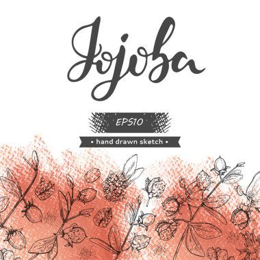 Jojoba dalları, meyveler, çiçekler ve yapraklarla dolu bir arka plan. Fruit jojoba kabuklu ve kabuksuz ve Jojoba harfli. Detaylı el çizimleri, vektör botanik çizimler.