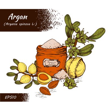 Meyveli argan ağacı, fındık artığı, yapraklı ve aksesuarlı kompozisyon elle çizilmiş çizimler, vektör 