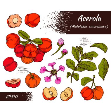 Dal acerola, kiraz, meyve, çiçek koleksiyonu. Detaylı el çizimleri, vektör botanik çizimler.  