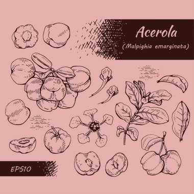 Dal acerola, kiraz, meyve, çiçek koleksiyonu. Detaylı el çizimleri, vektör botanik çizimler.